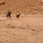 للبيع مهره تحتها مهر