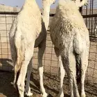 حشو قصب للبيع