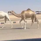 بكار شقح تم البيع