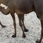قعدان قصب الموقع يبرين