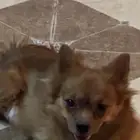 بومرنيان