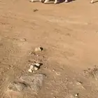 شياه حريات حرش نوادر