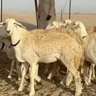 غنم حرية رخال حرش نقوت مراح ماشاءالله 29