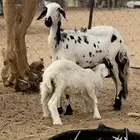 نعجه