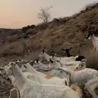 للبيع معزا بيشيات ع 450