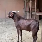 تيس فحل للبيع