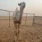 قعود للبيع