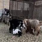 معزا مواليد