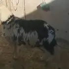 طلي نجدي جبر