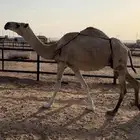 شقحاء كفو مبيوع ولدها