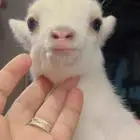 الماعز القزم