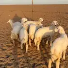 رخال حريه العدد 7