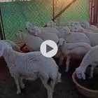 طليان حري