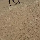 مفروده طيبه جدا