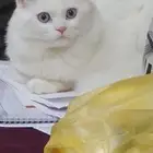 قط للتبني.