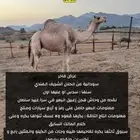 سودانية فاخره طيبه