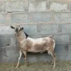 تيوس