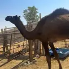 قعدان مجاهيم طيبه عدد 3