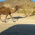 للبيع ناقه بكستانيه