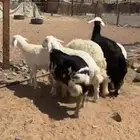 خروف نجدي بري لباني العمر خمس شهور يوجد سلخ وتوصيل