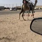 رحول ابل حمرا