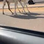 عشرا وضحا حدرها بكره رمانيه