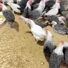 للبيع ديوك فيومي شبابي و الامنيوم