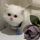 قط هاف بيكي