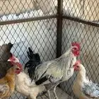 دجاج بياض للبيع