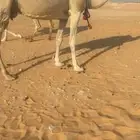 عشرا شقحا