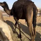 بكره ثنيه مجهم