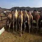 قعدان كفو للبيع