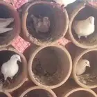 حمام فرنسي