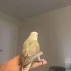 طير روز اليف