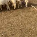 طليان حريه للبيع العدد16(تم البيع)