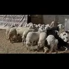 ضان اباكير 46 راس. جذعه ثنيه رباع