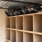 حمام دحل