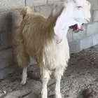 المنطقة الشرقية - راس تنورة