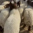 خرفان نعيم بلدي بري
