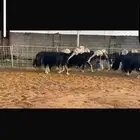 عرض بيع غنم نجد مواليد