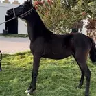 مهره شعبيه سوداء من فواخر الشعبيات