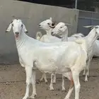 عنز برص فواخر جروم