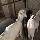 للبيع تيوس مخاصي