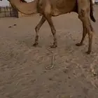 بعير اصفر شمالي