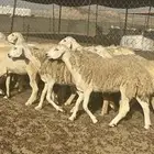 رخال حرش شي ناهي