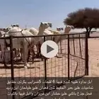 حول مزاد ضرية