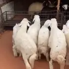 ذبايح حري