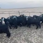 تيوس مخاصي