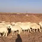 مزاد حري فيه اكثر من 3000 الف مشترك
