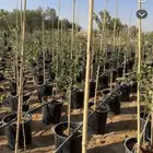 نزرع لك مزرعتك في مراكن أشجار ومزارع